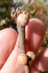 Kermesidae