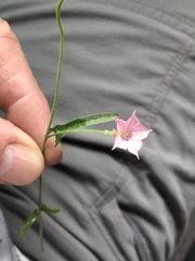 Convolvulus equitans equitans