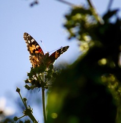 Vanessa cardui