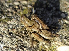 Pezotettix giornae