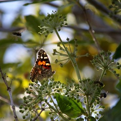 Vanessa cardui