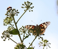 Vanessa cardui