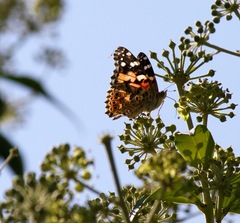 Vanessa cardui