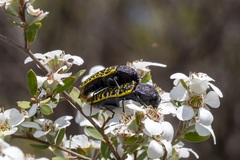 Stigmodera macularia