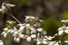 Stigmodera macularia