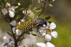 Stigmodera macularia