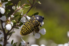 Stigmodera macularia