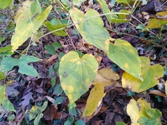 Dioscorea villosa