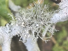 Ramalina willeyi