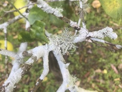 Ramalina willeyi