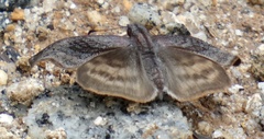 Theagenes dichrous