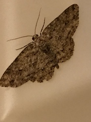 Ectropis crepuscularia