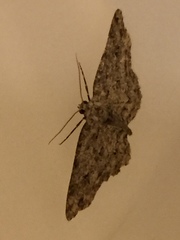 Ectropis crepuscularia