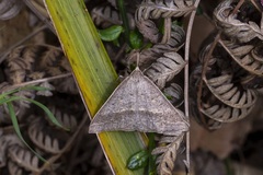 Epidesmia hypenaria