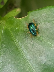 Nodocolaspis costipennis