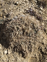 Astragalus tridactylicus