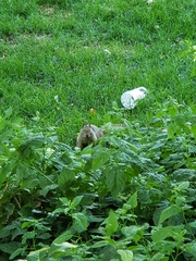 Otospermophilus beecheyi