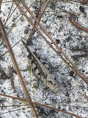 Spharagemon marmorata