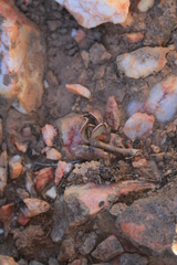 Adromischus caryophyllaceus