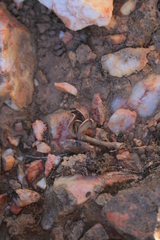 Adromischus caryophyllaceus