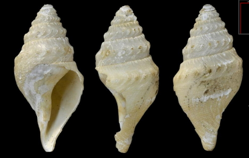 Genus Cryptogemma · iNaturalist