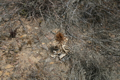 Berkheya armata