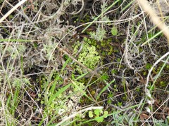 Cladonia convoluta