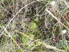 Cladonia convoluta