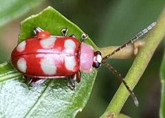 Omophoita sexnotata