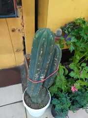 Trichocereus bridgesii