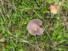 Petrosedum forsterianum