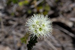 Kunzea capitata seminuda