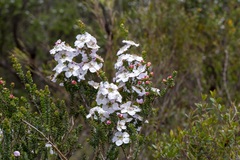 Leptospermum rotundifolium