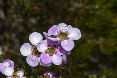 Leptospermum rotundifolium
