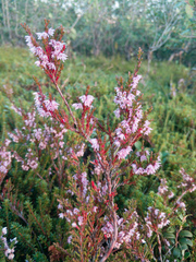 Calluna vulgaris