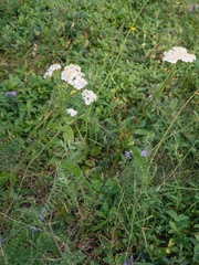 Achillea millefolium