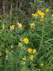 Lathyrus pratensis
