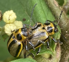Endocephalus lineatus