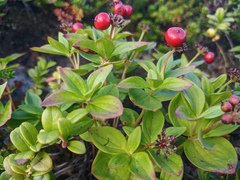 Cornus suecica