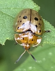 Cistudinella notata