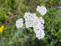 Achillea millefolium
