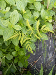 Gymnocarpium dryopteris