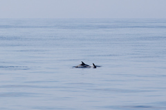 Lagenorhynchus albirostris