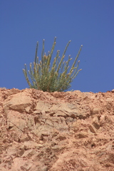 Reseda muricata