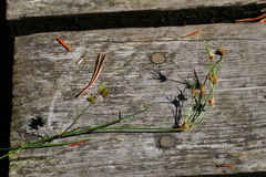 Juncus supiniformis