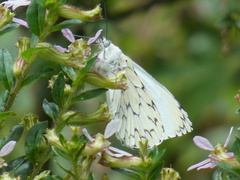 Hesperocharis erota