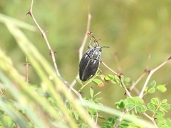 Sternocera interrupta interrupta