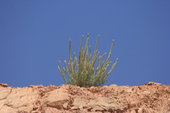 Reseda muricata