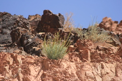 Reseda muricata