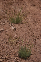 Reseda muricata